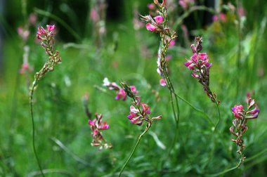 Yabani otların arasındaki çayırda azizler (onobrychis) çiçek açar. Yaygın bir azize olan onobrychis viciifolia 'nın yakın çekimi çiçek açar. Bal çiçeği. Güzel pembe yabani çiçek.