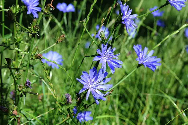 Yaygın Chicory. Cichorium intybus. Yaz tarlasında çiçek açan hindiba. Macro, yaklaş. Yaban bitkileri tarlası. Yeşil bulanık doğal arkaplan.