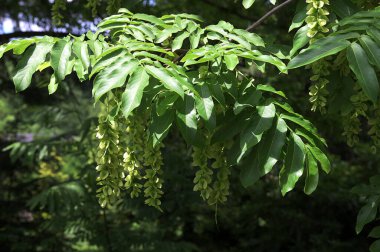 Kafkas Cevizi ya da Pterocarya Fraxinifolia ağacı dalları. Park veya bahçedeki Juglandaceae ailesi. Meyveli Pterocarya fraxinifolia dalları