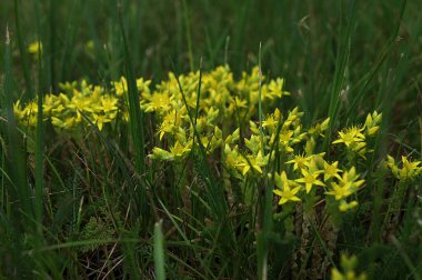 Sedum hektarı, genellikle altın yosunlu taş, yosunlu taş, altın yosun sedum, ısıran taş ve duvar biberi olarak bilinir.