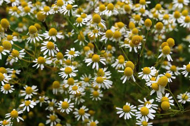 Matricaria chamomilla (Matricaria recutita), papatya (Asteraceae) familyasından bir bitki türü.).