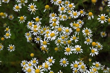 Matricaria chamomilla (Matricaria recutita), papatya (Asteraceae) familyasından bir bitki türü.).