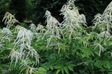 Yazın bahçede çiçek açan güzel tüylü Aruncus. Aruncus dioicus yazın çiçek açar, Keçi sakalı. Aruncus dioicus 'lu Bush. Bulanık bir geçmişi olan bitkiye odaklan.