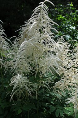 Yazın bahçede çiçek açan güzel tüylü Aruncus. Aruncus dioicus yazın çiçek açar, Keçi sakalı. Aruncus dioicus 'lu Bush. Bulanık bir geçmişi olan bitkiye odaklan.