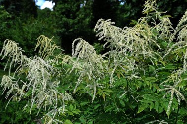Bahçedeki Aruncus dioicus çalısının güzel, beyaz, kabarık çiçekleri.
