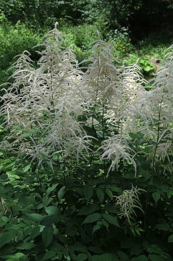 Beautiful blooming white fluffy flowers of the Aruncus dioicus bush in the garden in summer clipart