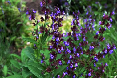 Açık bahçede açan güzel mavi Salvia çiçeğini kapatın. Arka planda bulanıklık var. Mor Salvia, naneli bitki familyasından bir bitki türü. Botanik, doğal, bitki ve çiçek konsepti.