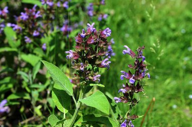 Açık bahçede açan güzel mavi Salvia çiçeğini kapatın. Arka planda bulanıklık var. Mor Salvia, naneli bitki familyasından bir bitki türü. Botanik, doğal, bitki ve çiçek konsepti.