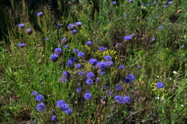 Mavi Jasione Montana, aynı zamanda Koyun iğneleyici, mavi boneler, mavi düğmeler, mavi papatya, demir çiçek, koyun kırışıklığı ve koyun ısırığı olarak da bilinir, ılık yaz güneşinin altındaki çayırda.