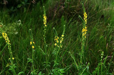 Yabani otların arasında yaz mevsimi, tarımsal eupatoriadır. İlaç bitkisi.