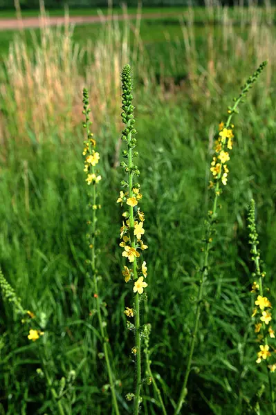 stock image Summer in the wild among wild grasses is blooming agrimonia eupatoria.Medicinal plant