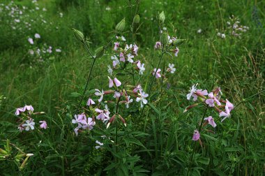 Soluk pembe pembe sabun çiçekleri (Saponaria officinalis), doğada yakın plan. Soluk pembe çiçekli yaygın sabun otu. Saponaria officinalis, Caryophyllaceae ailesinin bitkisi..