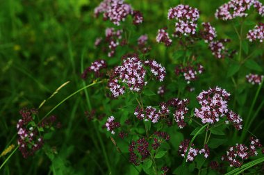 Oregano bal ve tıbbi bir bitkidir. Oregano ( lat. Origanum vulgare) - bir çeşit bitkisel bitki türü.