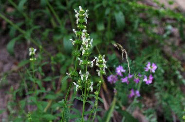 Stachys recta, lamiaceae familyasından uzun ömürlü bir bitki türü olan Lamiaceae familyasına ait bir bitki türü..