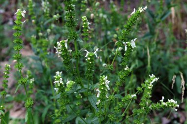 Stachys recta, lamiaceae familyasından uzun ömürlü bir bitki türü olan Lamiaceae familyasına ait bir bitki türü..