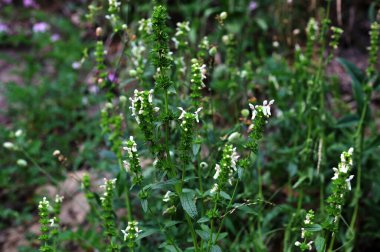 Stachys recta, lamiaceae familyasından uzun ömürlü bir bitki türü olan Lamiaceae familyasına ait bir bitki türü..