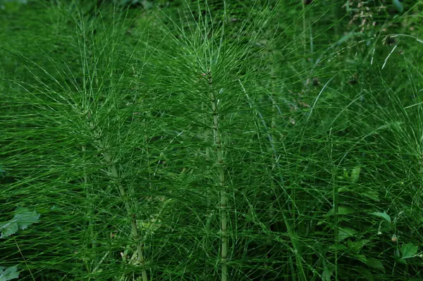 Equisetum telmateia ya da riesen schachtelhalhala olarak da bilinir. Kuzey Amerika 'nın büyük at kuyruğu yapboz çimlerine doğal olarak yakın plan.