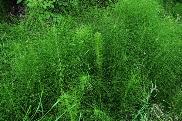 Equisetum telmateia ya da riesen schachtelhalhala olarak da bilinir. Kuzey Amerika 'nın büyük at kuyruğu yapboz çimlerine doğal olarak yakın plan.