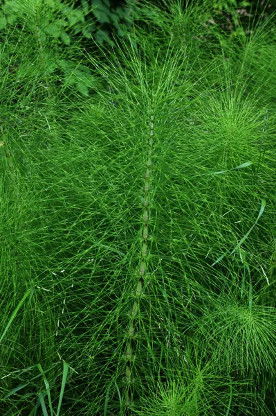 Equisetum telmateia ya da riesen schachtelhalhala olarak da bilinir. Kuzey Amerika 'nın büyük at kuyruğu yapboz çimlerine doğal olarak yakın plan.