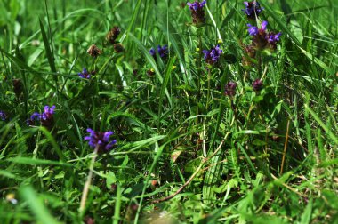 Yeşil bir çayırda güzel prunella vulgariler yetişiyor. Canlı doğa. Yeşil bir çayırda güzel prunella vulgariler yetişiyor..