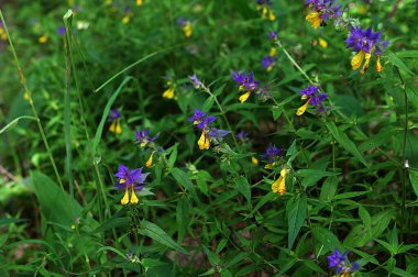 Wood cow-wheat (Melampyrum nemorosum), an herbaceous flowering plant in the family Orobanchaceae, blooming in the forests .In spring, melampyrum blooms in the forest. clipart