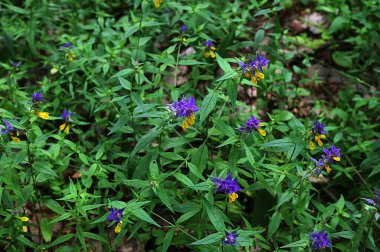 Ormanda çiçek açan Orobanchaceae familyasından bir bitki olan odun ineği buğdayı (Melampyrum nemorosum). İlkbaharda ormanda melampyrum çiçek açar..