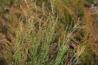 Rumex asetosella (kırmızı kuş), kızıl dişi çiçekleri olan dik bir köktür. Çiçek mevsimi Nisan 'dan Temmuz' a kadardır. Vahşi bir sebzedir ve tıbbi amaçlar için kullanılabilir..