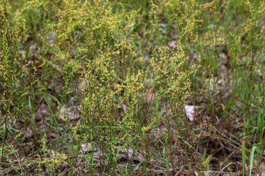 Rumex asetosella (kırmızı kuş), kızıl dişi çiçekleri olan dik bir köktür. Çiçek mevsimi Nisan 'dan Temmuz' a kadardır. Vahşi bir sebzedir ve tıbbi amaçlar için kullanılabilir..