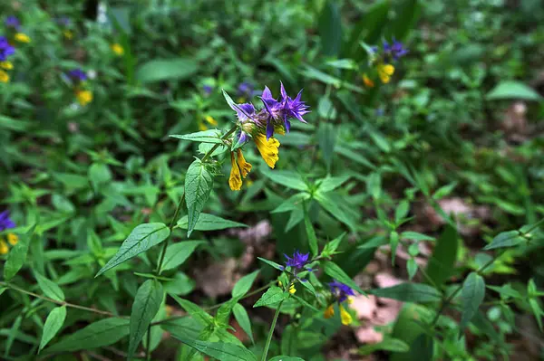 stock image Wood cow-wheat (Melampyrum nemorosum), an herbaceous flowering plant in the family Orobanchaceae, blooming in the forests .In spring, melampyrum blooms in the forest.