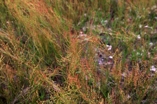 Rumex asetosella (kırmızı kuş), kızıl dişi çiçekleri olan dik bir köktür. Çiçek mevsimi Nisan 'dan Temmuz' a kadardır. Vahşi bir sebzedir ve tıbbi amaçlar için kullanılabilir..