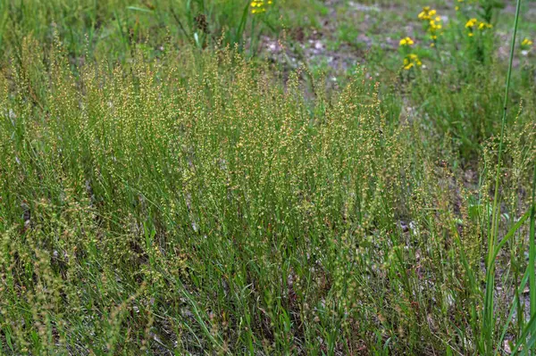 Rumex asetosella (kırmızı kuş), kızıl dişi çiçekleri olan dik bir köktür. Çiçek mevsimi Nisan 'dan Temmuz' a kadardır. Vahşi bir sebzedir ve tıbbi amaçlar için kullanılabilir..