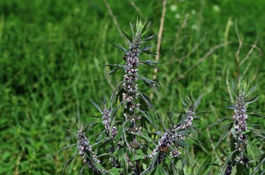 Leonurus cardiaca, known as motherwort. Other common names include throw-wort, lion's ear, and lion's tail. Medicinal plant. Grows in nature