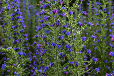 Echium vulgare Viperlar böcek ilacı yabani yaban otları çiçek açan bitkiler, uzun çiçek sapında açan mavi çiçekler.