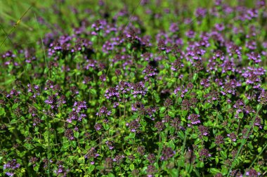 Çiçek açan kekik ya da yazın Thymus Serpillum. Kekik alp kaydırağı için bir bitkidir. Doğada çiçek açan kekik..