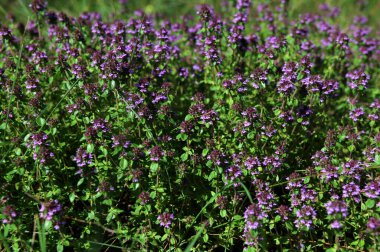 Çiçek açan kekik ya da yazın Thymus Serpillum. Kekik alp kaydırağı için bir bitkidir. Doğada çiçek açan kekik..