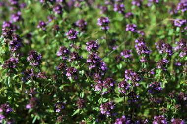 Çiçek açan kekik ya da yazın Thymus Serpillum. Kekik alp kaydırağı için bir bitkidir. Doğada çiçek açan kekik..