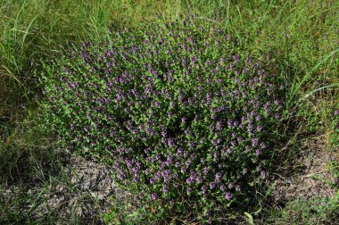 Çiçek açan kekik ya da yazın Thymus Serpillum. Kekik alp kaydırağı için bir bitkidir. Doğada çiçek açan kekik..