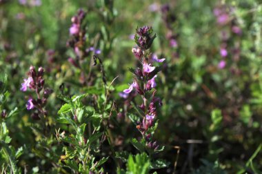 Treucrium chamaedry bitkileri, mor, pembe ve beyaz infloresans. Kekiklerin yanında güneşli çimen tarlası.