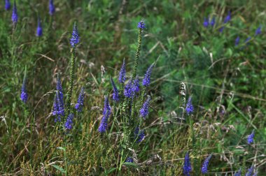 Veronica Spicata Meadow 'u (dikenli Speedwell). Bu, Plantaginaceae familyasından bir bitki türü..