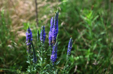 Veronica Spicata Meadow 'u (dikenli Speedwell). Bu, Plantaginaceae familyasından bir bitki türü..