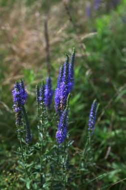 Veronica Spicata Meadow 'u (dikenli Speedwell). Bu, Plantaginaceae familyasından bir bitki türü..