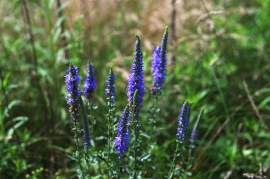 Veronica Spicata Meadow 'u (dikenli Speedwell). Bu, Plantaginaceae familyasından bir bitki türü..