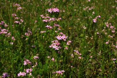 Centaurium eritraea 'nın küçük pembe çiçeklerine yaklaş. Güzel bir çiçek arkaplanı. Centaurium eritraea otlağında pembe çiçekli Avrupa sansür bitkisi.