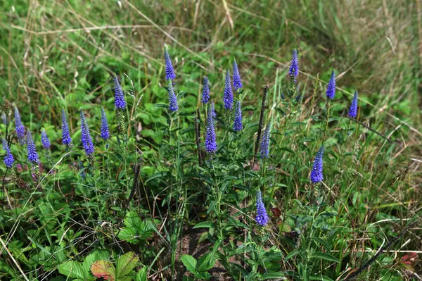 stock image Meadow of Veronica spicata (spiked speedwell). This is a species of flowering plant in the family Plantaginaceae.