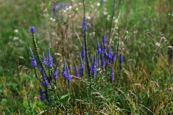 stock image Meadow of Veronica spicata (spiked speedwell). This is a species of flowering plant in the family Plantaginaceae.