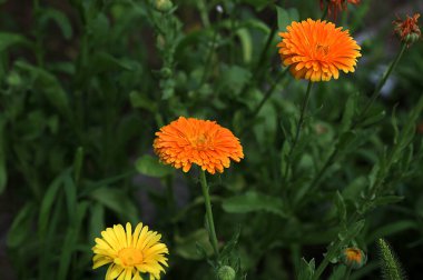 Calendula 'nın parlak çiçekleri (Calendula officinalis) bahçede yetişir. Calendula Şifalı bitki yaprakları, bitki yaprakları.