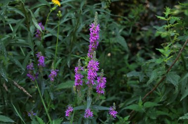 Violet inflorescences laosestrife, Lythrum salicaria. Bahçede büyüyen mor gevşeme. Çiçek arkaplan. Yazın kır çiçekleri.