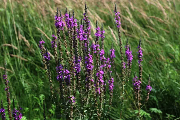 stock image Violet inflorescences loosestrife ,Lythrum salicaria.Blooming purple loosestrife growing at a garden. Floral background. summer wildflowers.