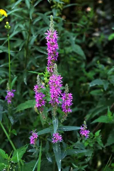 Violet inflorescences laosestrife, Lythrum salicaria. Bahçede büyüyen mor gevşeme. Çiçek arkaplan. Yazın kır çiçekleri.