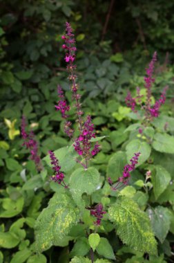 Hedge Woundwort, Stachys Sylvatica Orman Çiçeği. Çok güzel çiçek arkaplanı. Çalı Woundwort, Stachys Sylvatica Ormanlık Orman Çiçeği. Güzel çiçek arkaplanı